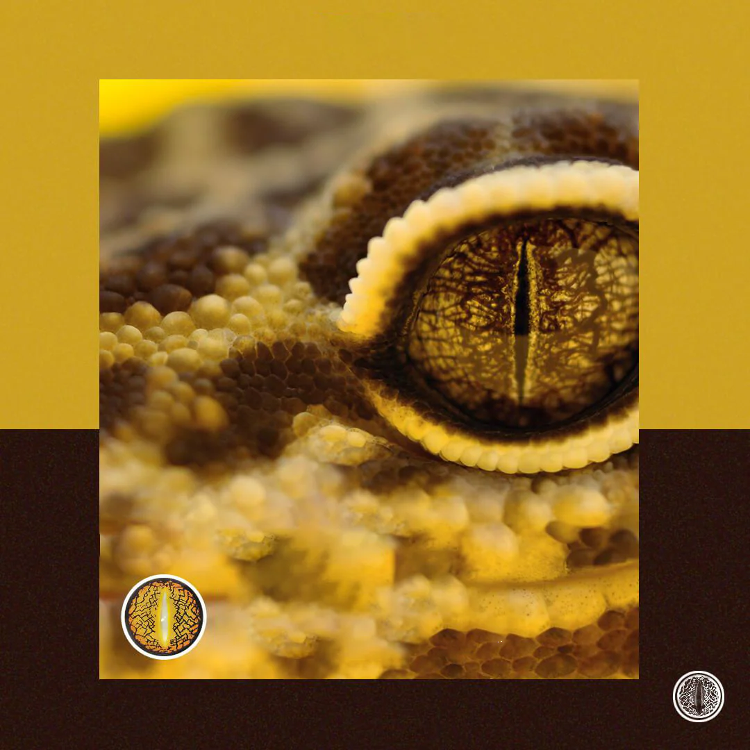 Halloween LizardEye Brown Colored Contact Lenses - Roseibase