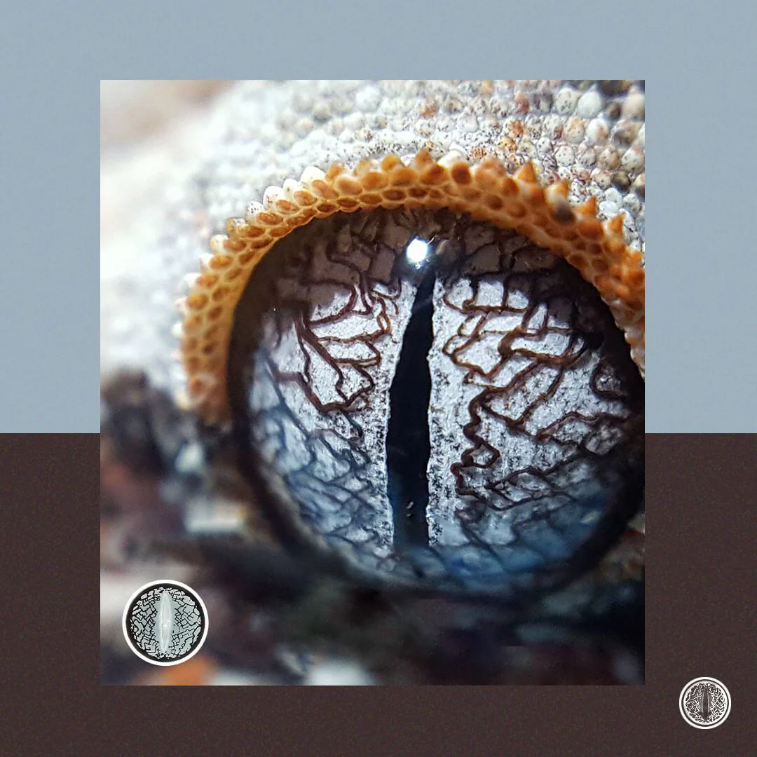 Halloween LizardEye Sliver Colored Contact Lenses - Roseibase